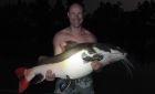 Amazon Redtail Catfish