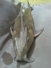 Ripsaw Catfish